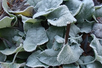 frost c